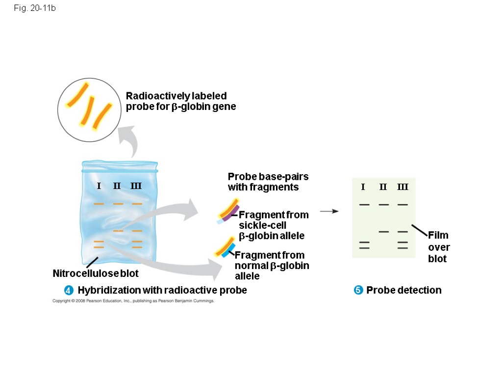 Fig. 20-11b I II III I II III Film over blot Probe detection Hybridization